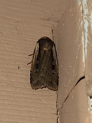 Ochropleura implecta