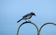 Aphelocoma californica