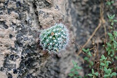 Mammillaria gilensis