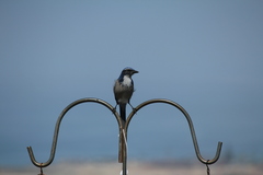 Aphelocoma californica