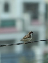 Passer domesticus