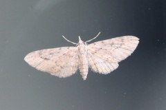 Eupithecia graefii