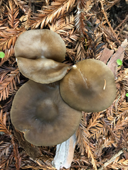 Melanoleuca angelesiana