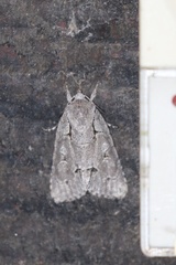 Acronicta radcliffei