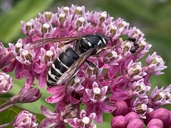 Vespula consobrina