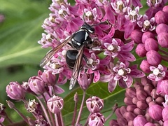 Vespula consobrina