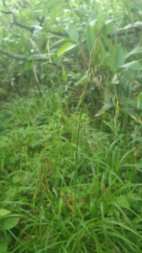 Brylkinia caudata iNat (3)