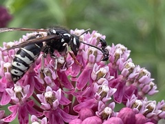 Vespula consobrina