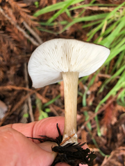 Melanoleuca angelesiana