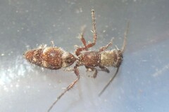 Typhoctes peculiaris