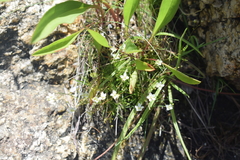 Moehringia lateriflora
