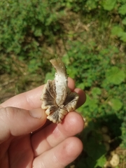 Micacei