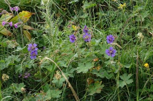 Geranium platypetalum, photograph 5