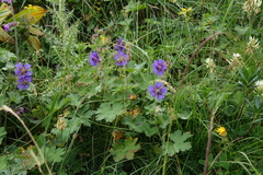 Geranium platypetalum