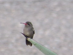 Phaeoptila sordida