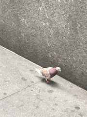 Columba livia domestica
