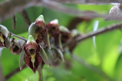 Catasetum maculatum image