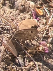 Cercyonis sthenele
