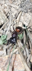Camponotus ligniperda
