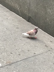 Columba livia domestica