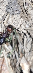 Camponotus ligniperda