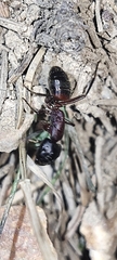 Camponotus ligniperda