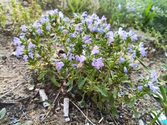 Dracocephalum olchonense