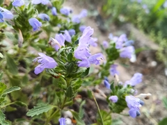 Dracocephalum olchonense