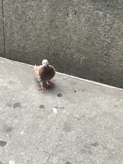 Columba livia domestica