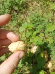 Micacei