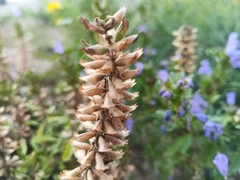 Dracocephalum olchonense