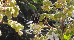 Parides proneus