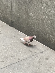 Columba livia domestica