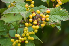 Viburnum opulus americanum