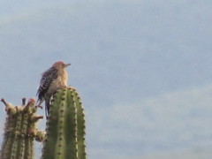 Melanerpes hypopolius