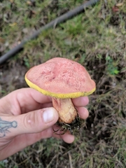 Boletus sensibilis