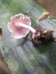 Baeospora