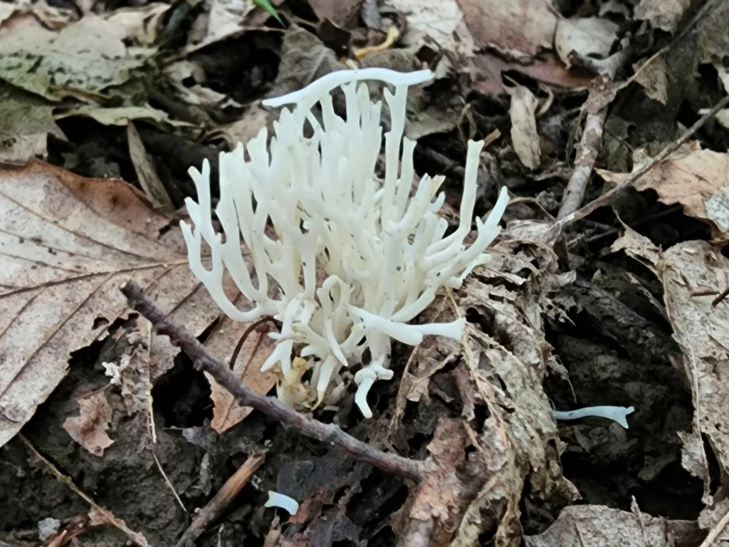 White Coral Fungus From Brown Township IN USA On August 13 2022 At   Large 