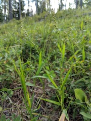 Dichanthelium xanthophysum