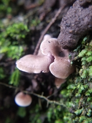 Baeospora