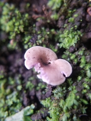 Baeospora