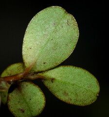 Myrsine argentea