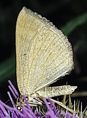 Paracolax tristalis