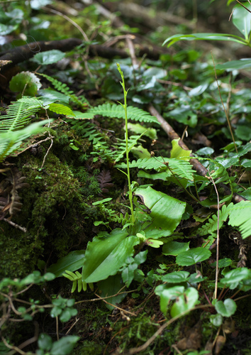 Platanthera florentii iNat (3)
