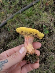 Boletus sensibilis
