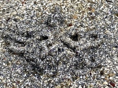 Abarenicola pacifica