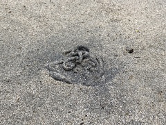 Abarenicola pacifica