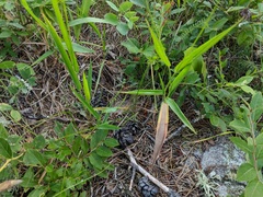 Dichanthelium xanthophysum