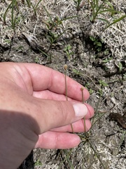 Eleocharis flavescens