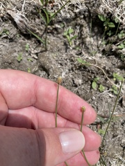 Eleocharis flavescens